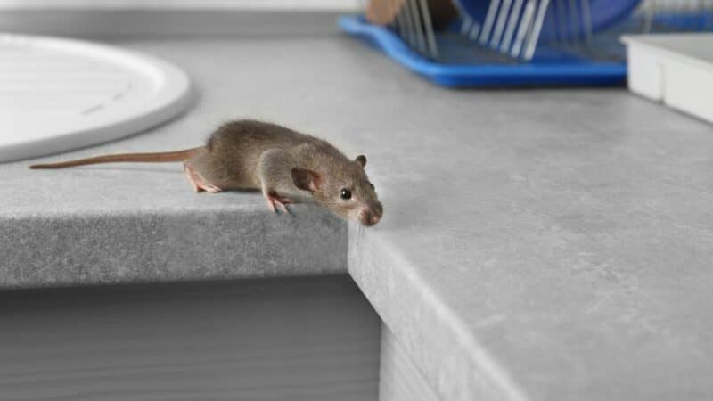 לתפוס עכברים